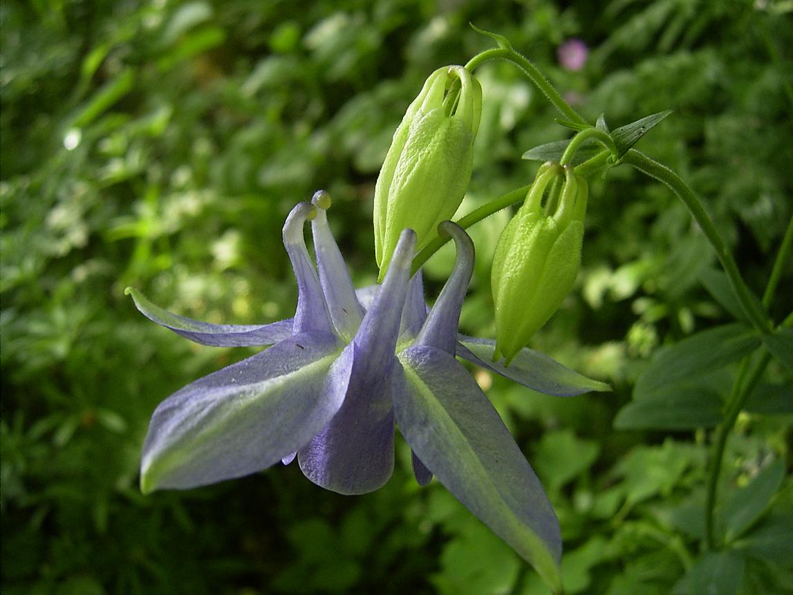 Ancolie — photo (Wikipédia)