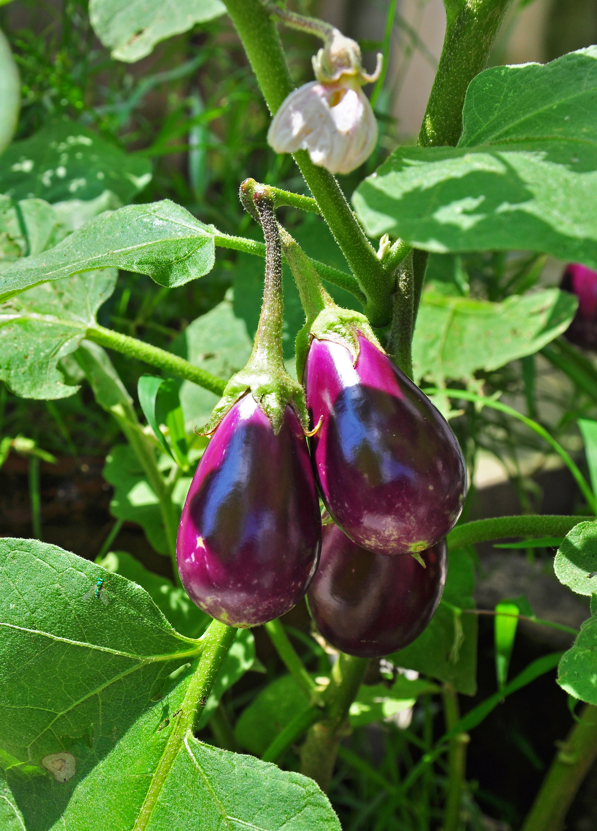 Aubergine — photo (Wikipédia)