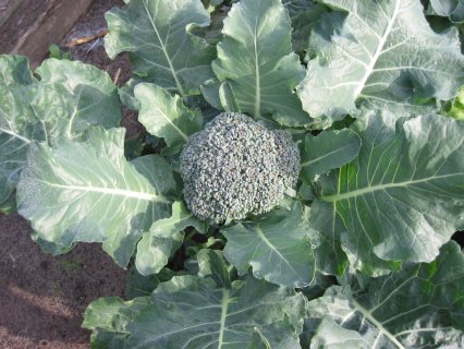 Brocoli — photo (Wikipédia)