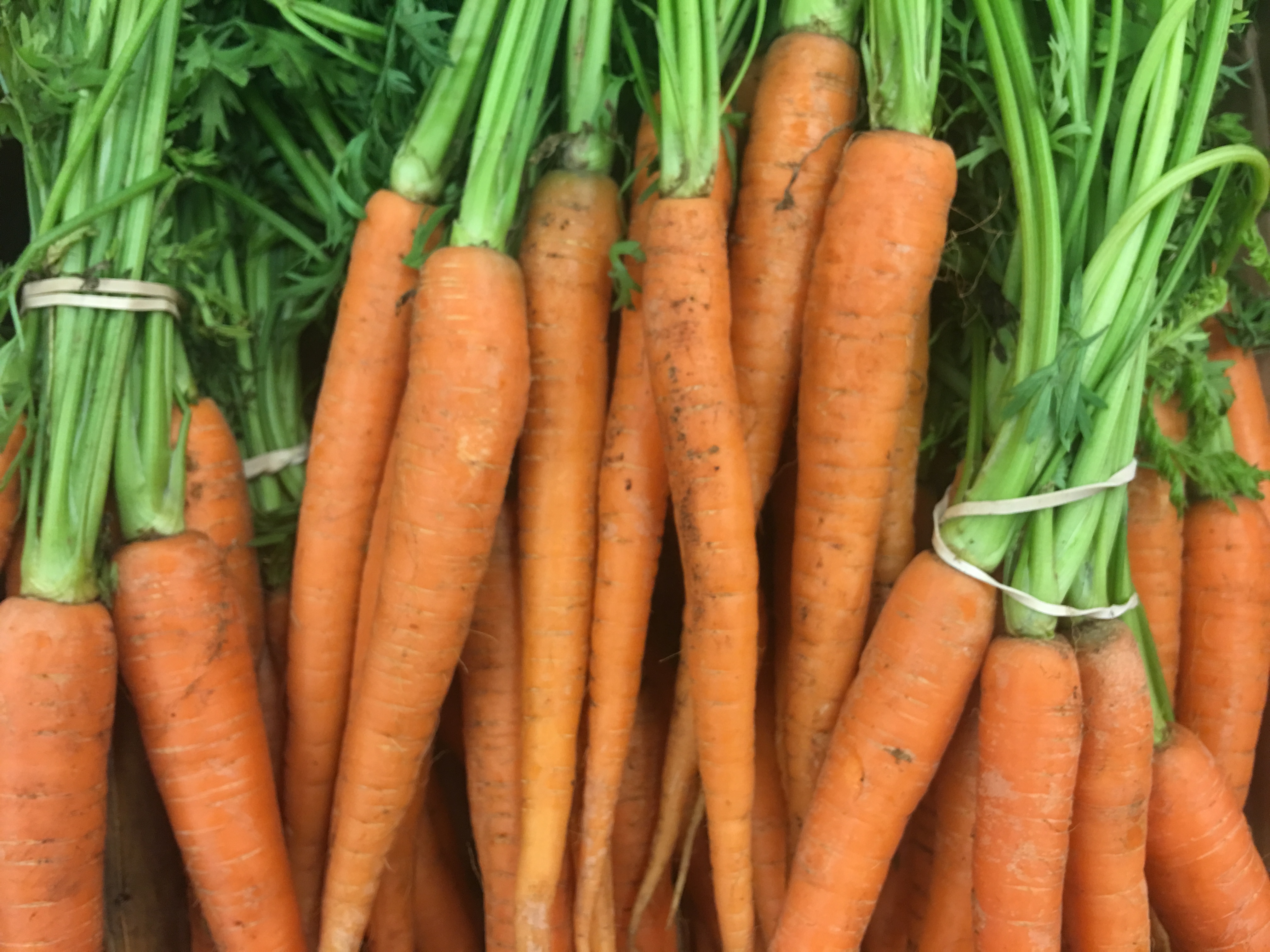 Carotte — photo (Wikipédia)