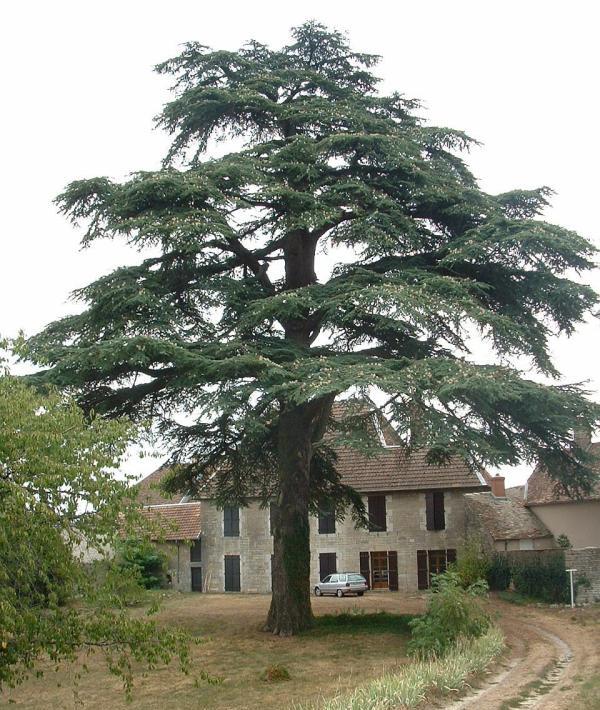 Cèdre — photo (Wikipédia)