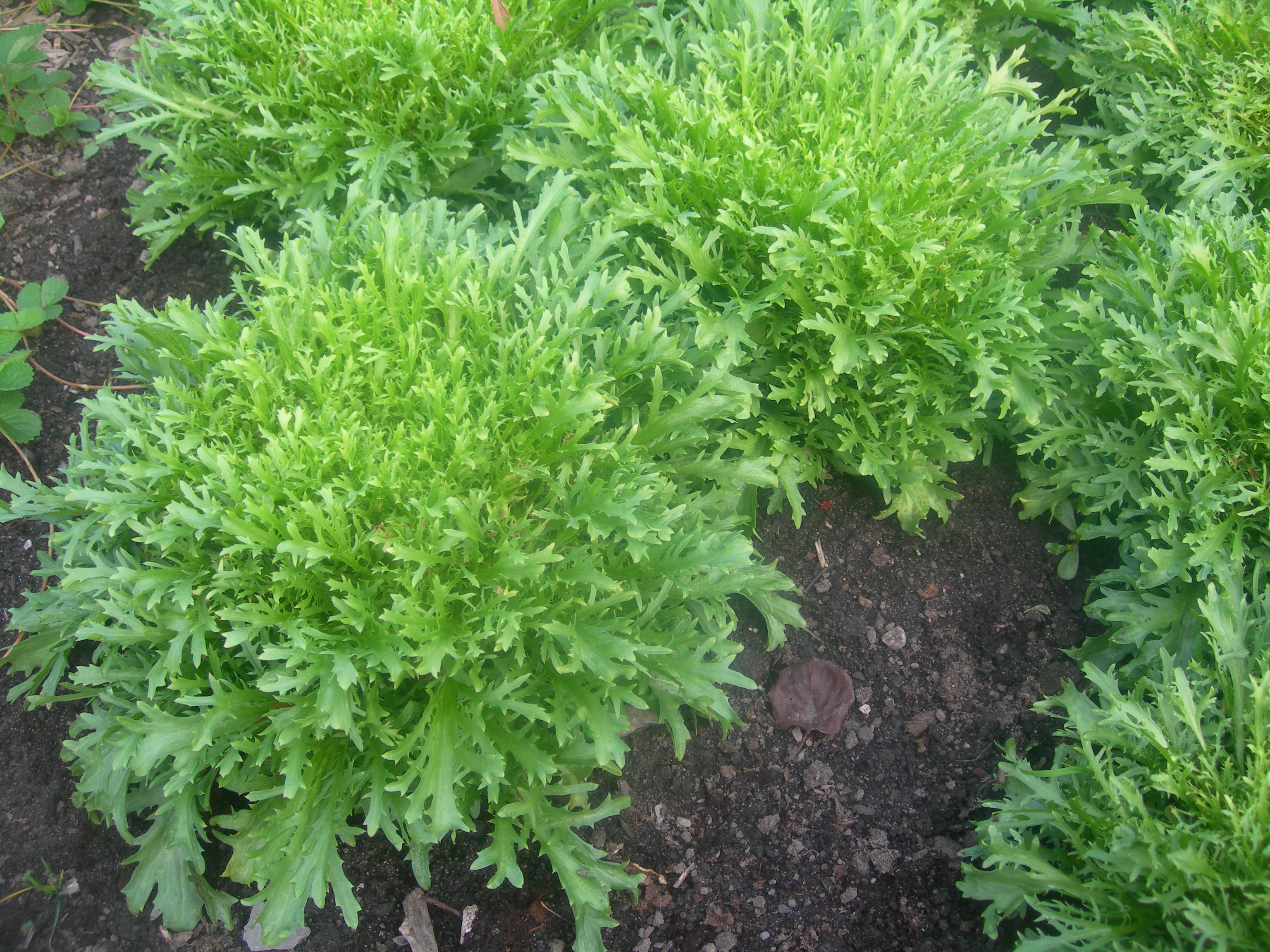 Chicorée Frisée — photo (Wikipédia)
