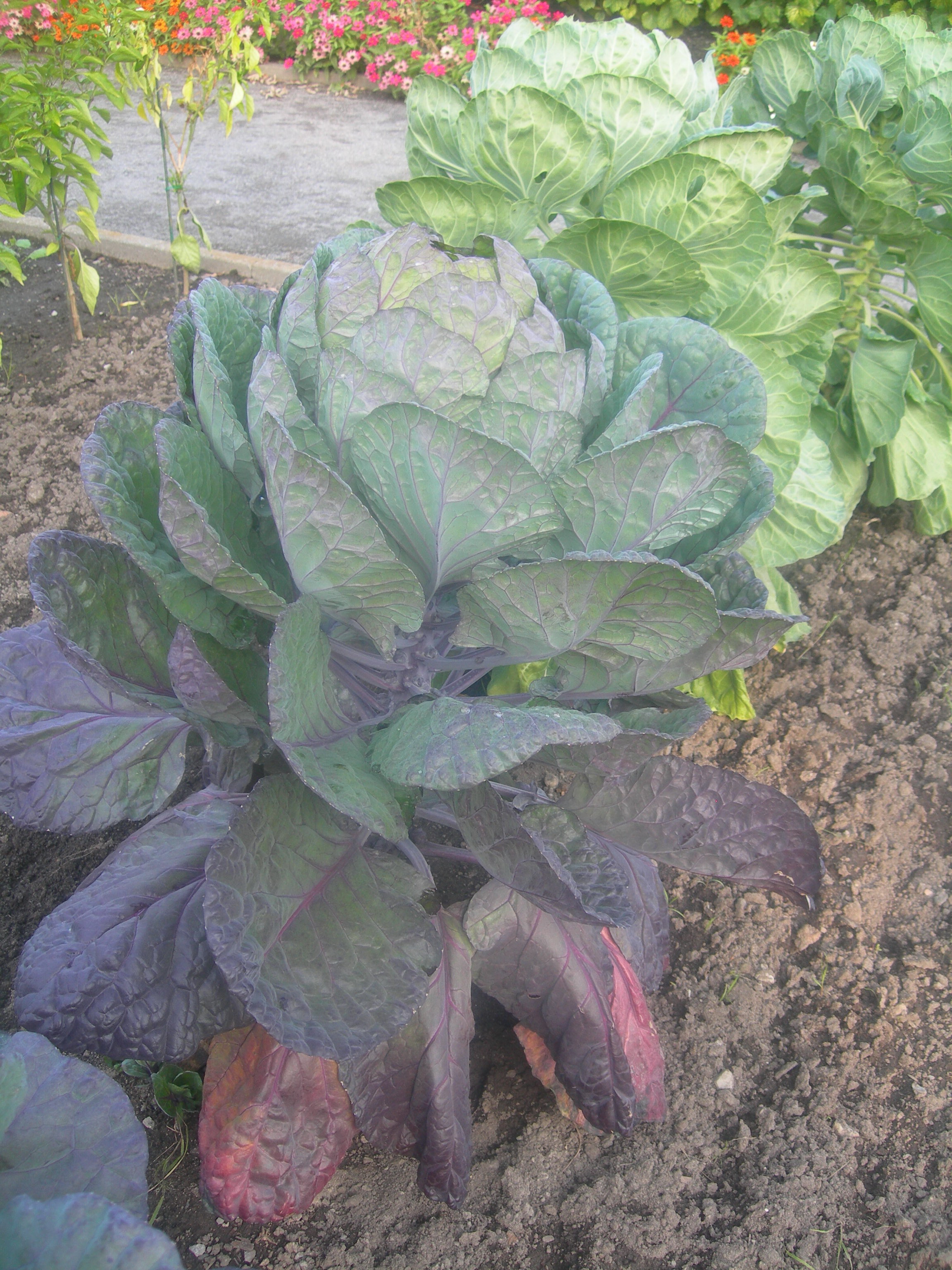 Chou De Bruxelles — photo (Wikipédia)