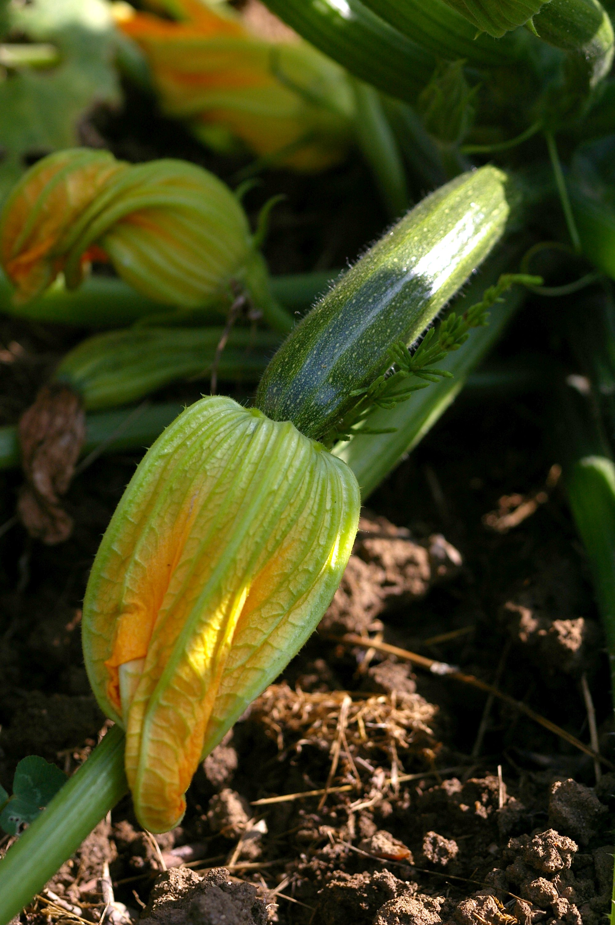 Courgette — photo (Wikipédia)