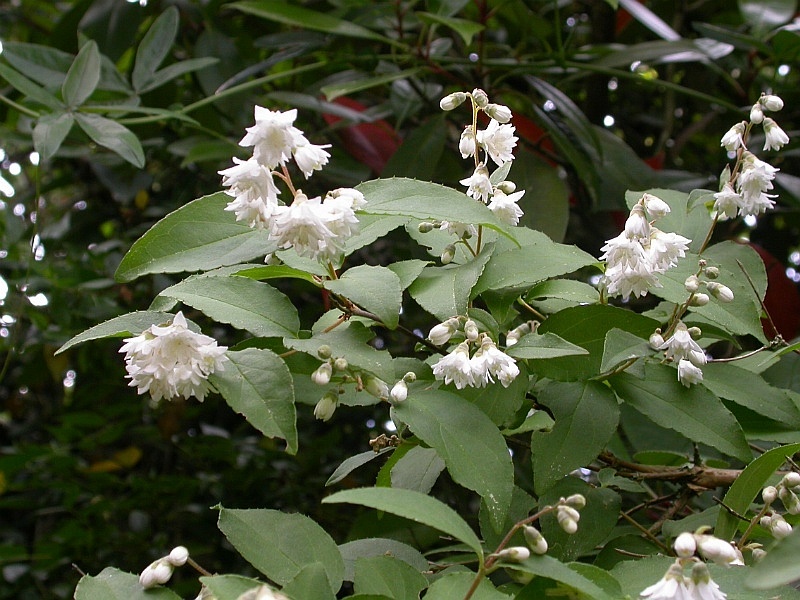 Deutzia — photo (Wikipédia)