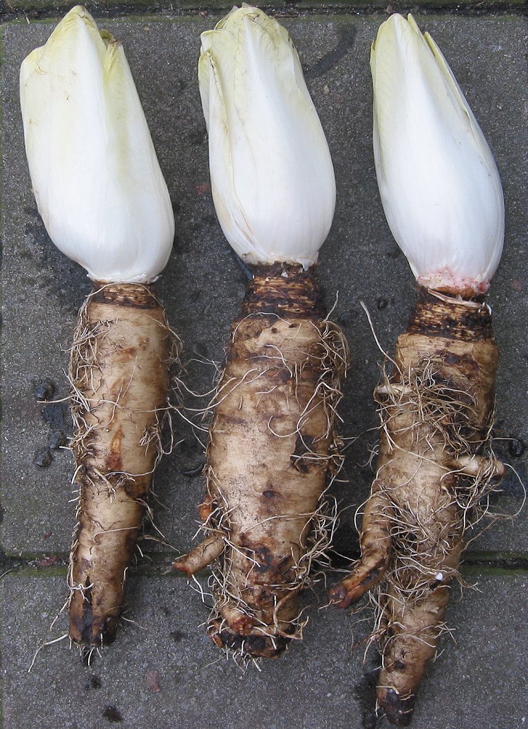 Endive — photo (Wikipédia)