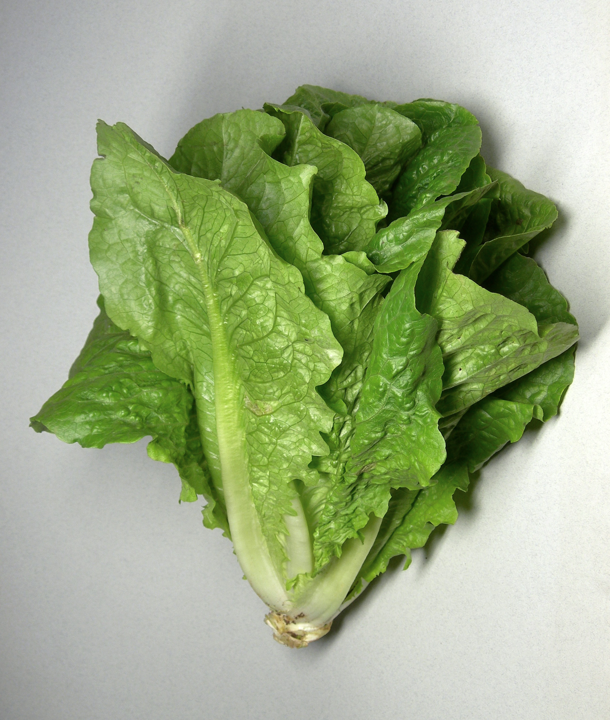 Laitue Romaine — photo (Wikipédia)
